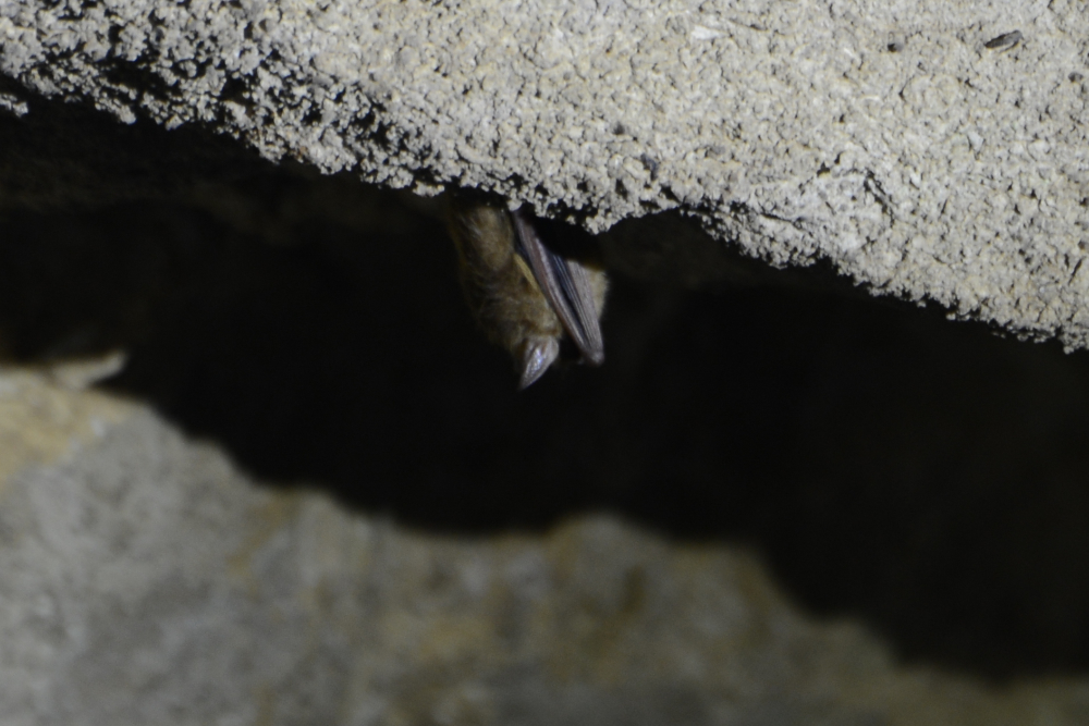 Cathedral Caverns Bat