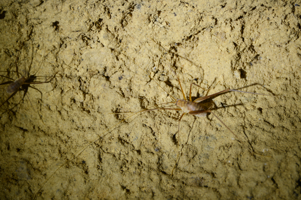 Cathedral Caverns Cave Cricket