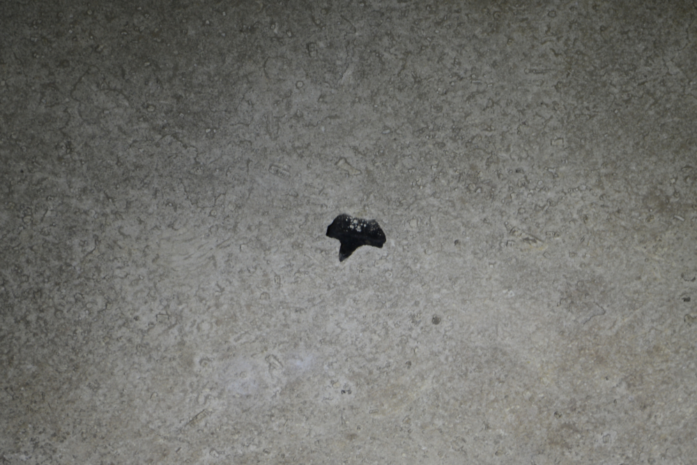 Cathedral Caverns Shark Tooth