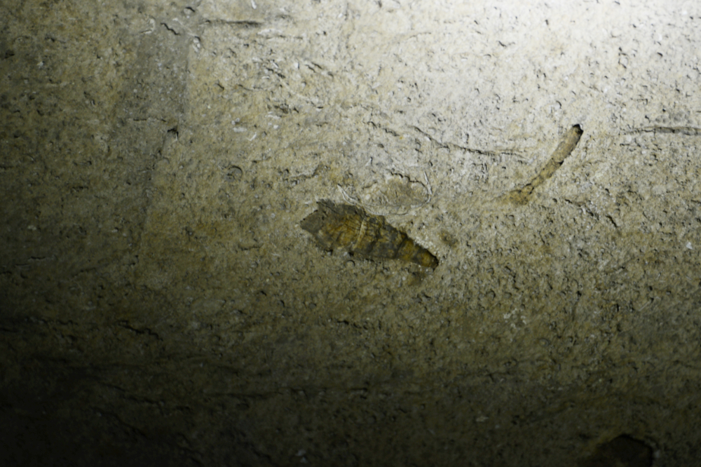 Cathedral Caverns Sea Shells