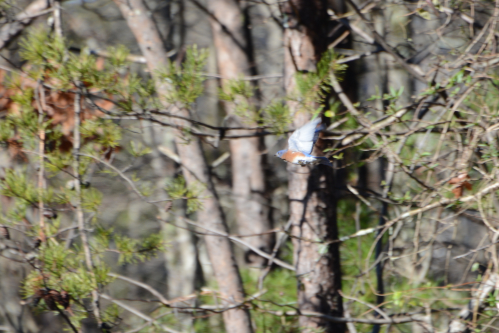 Eastern bluebird on Cheaha Mountain