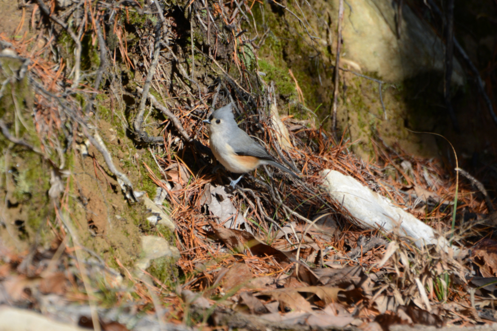 Tufted titmouse on Cheaha Mountain