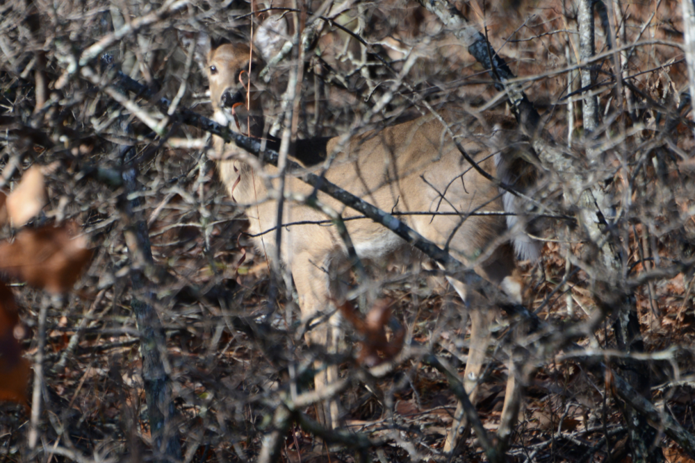 Deer in the woods on Cheaha Mountain