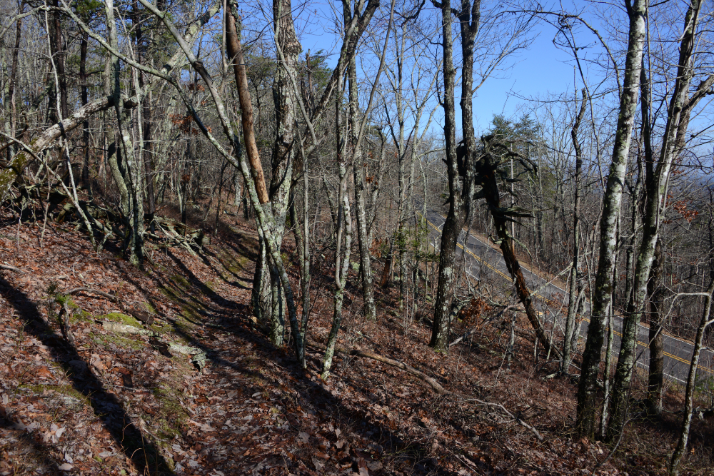 Trail on Cheaha Mountain