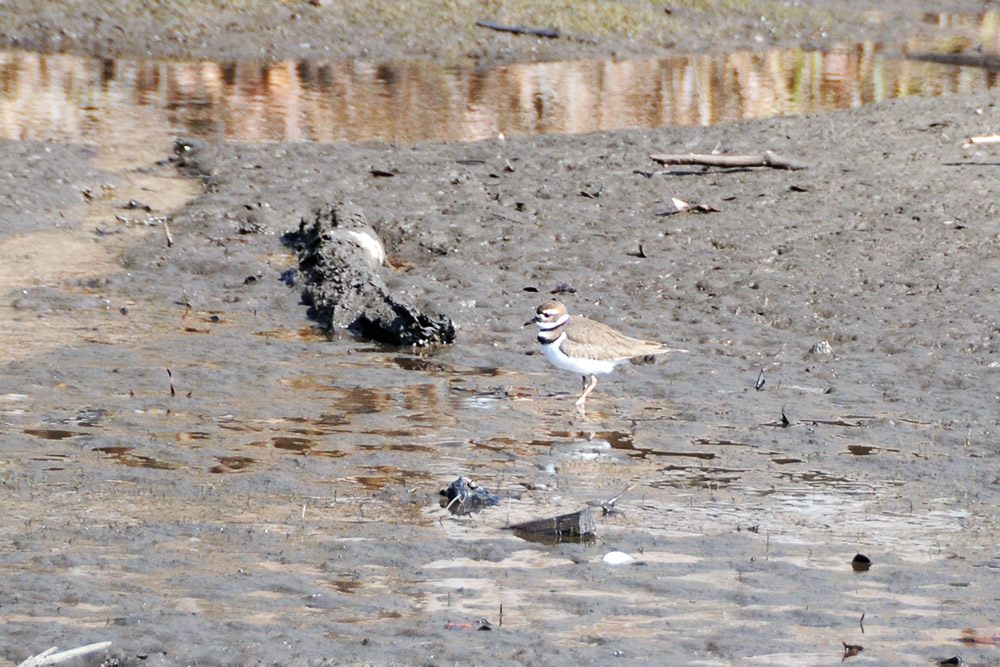 Birds along the Alabama Gulf Coast
