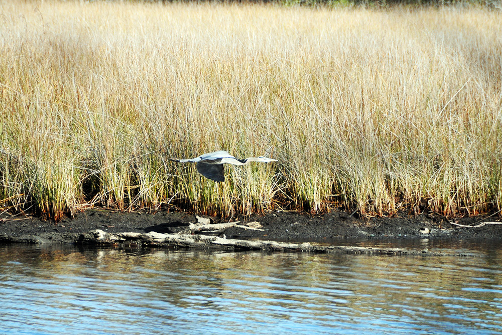 Heron along the Alabama Gulf Coast