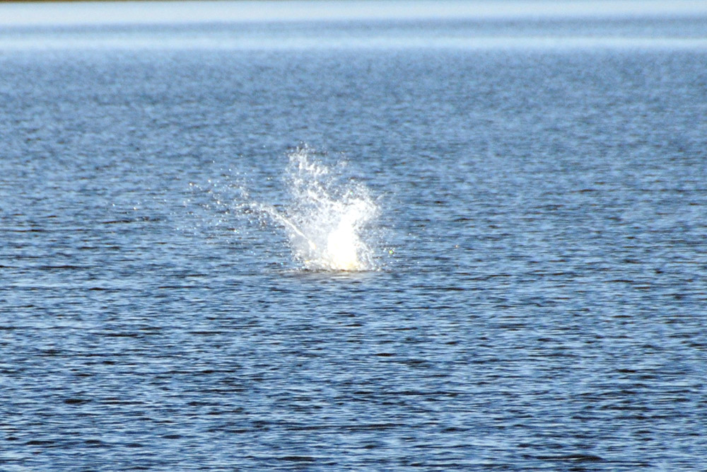 Splash from a diving pelican along the Alabama coast