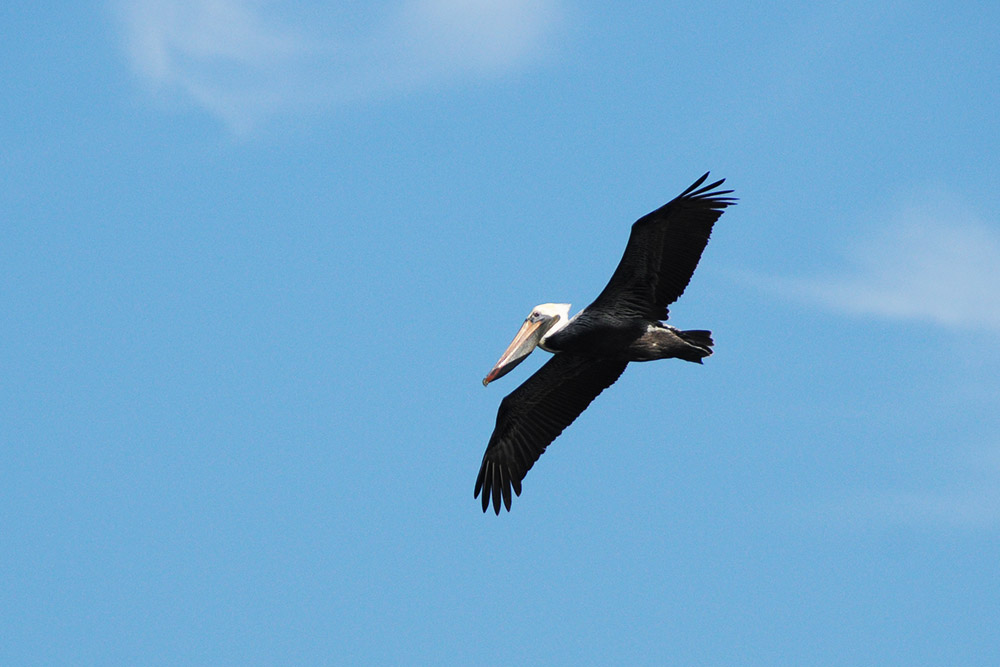 Pelican flying along the Alabama Gulf Coast