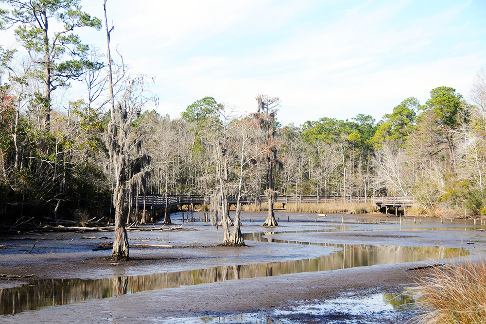 Coastal swamp in southern Alabama at low tide