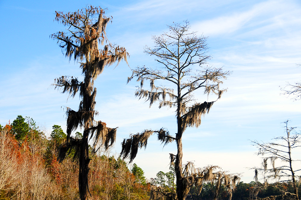 Spanish moss growing on trees along the Alabama coast