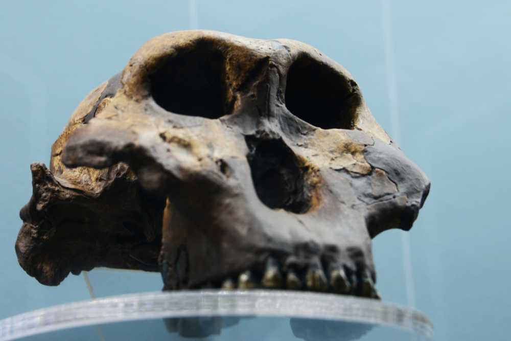 Ancient skull displayed in an Algiers museum