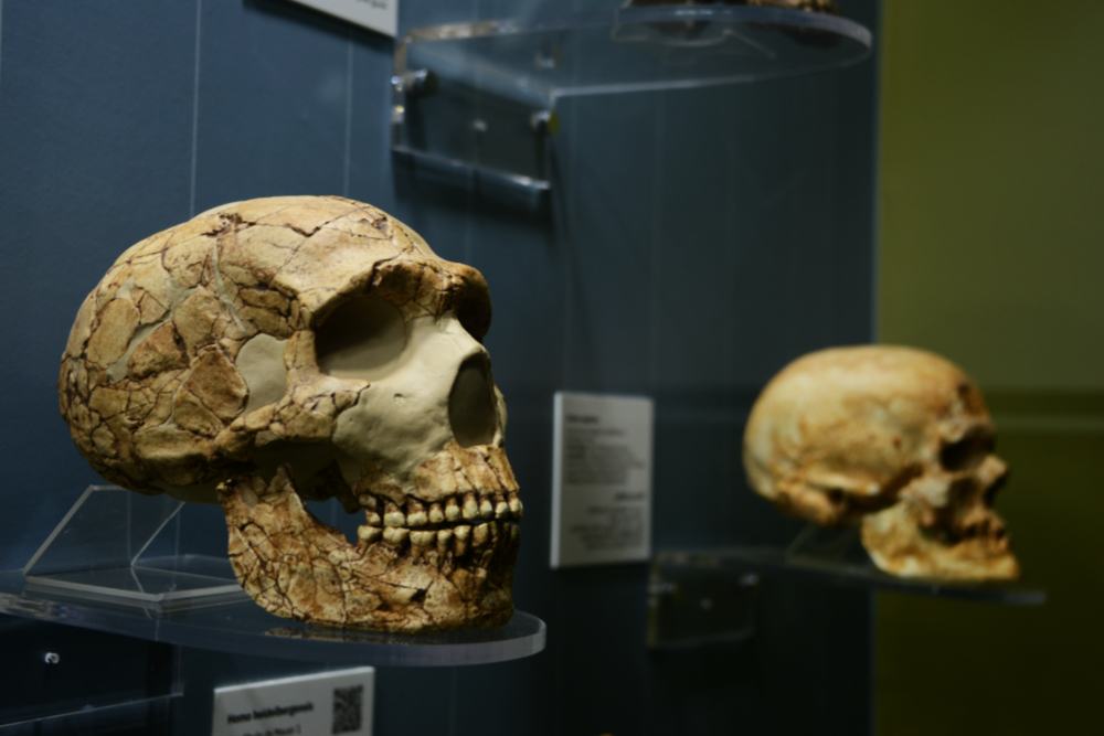 Human skulls displayed in the Museum of Antiquities in Algiers