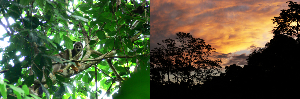Amazon rainforest in Ecuador