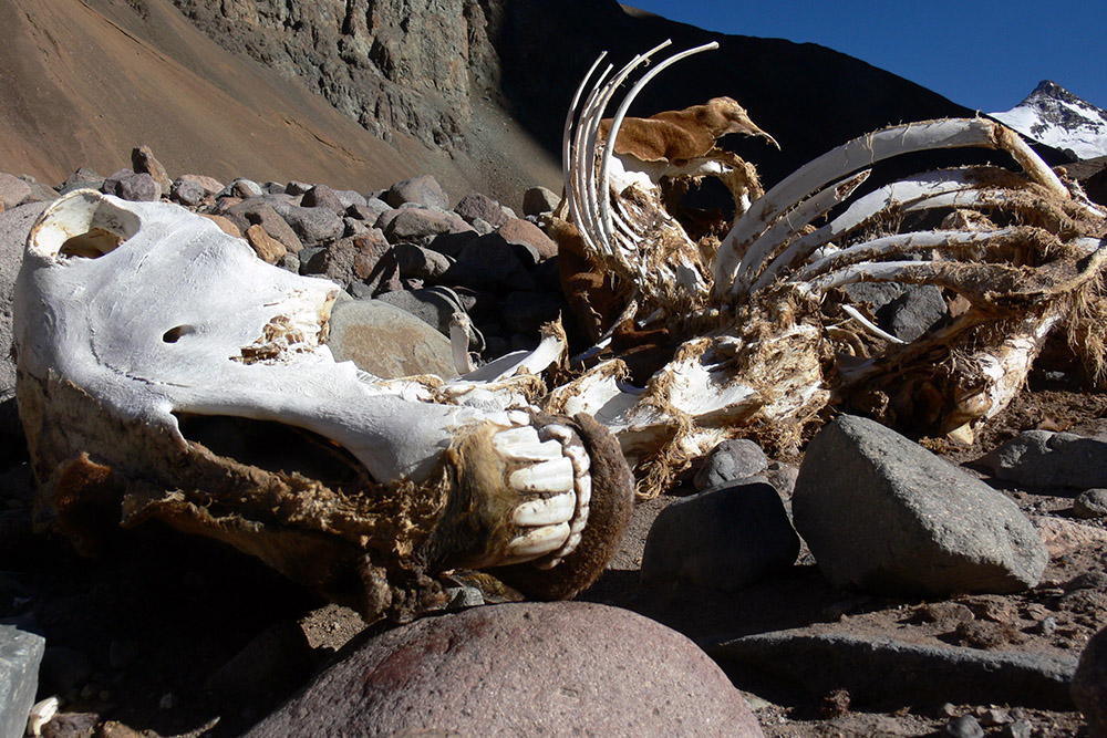Dead mule along the trail to Aconcagua Base Camp