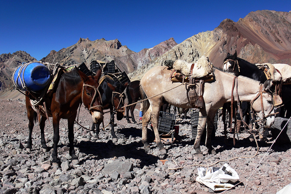 Mules arriving at Plaza de Mulas Base Camp