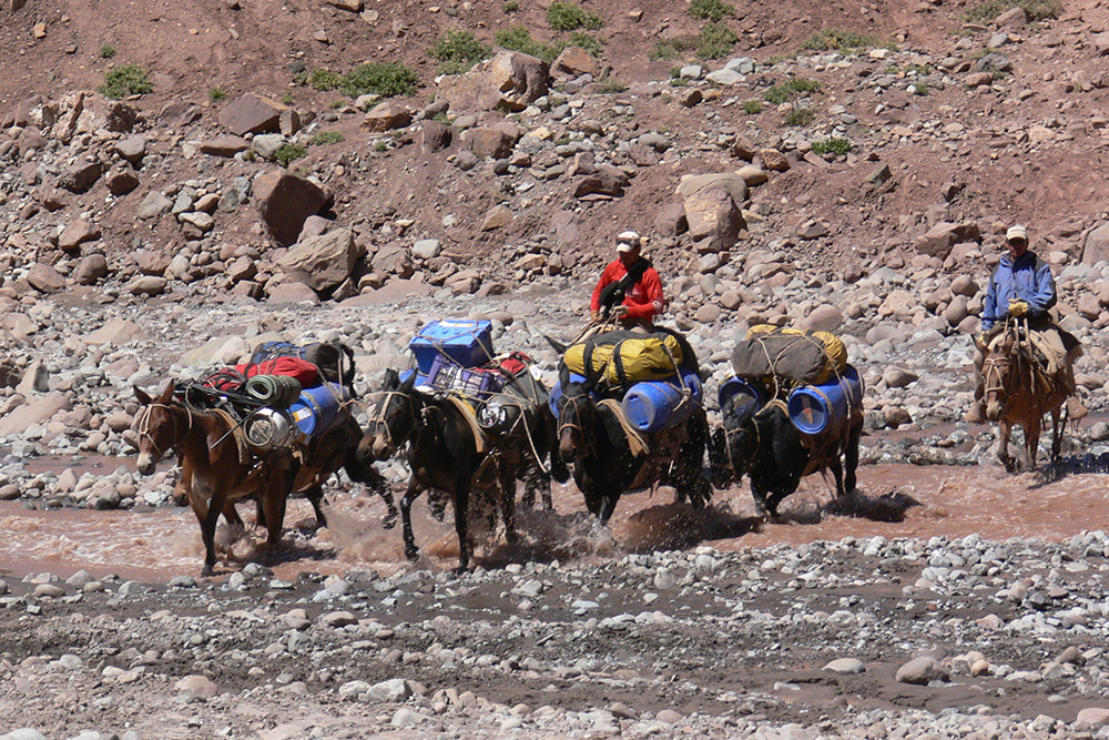 Pack mules crossing a river on Aconcagua