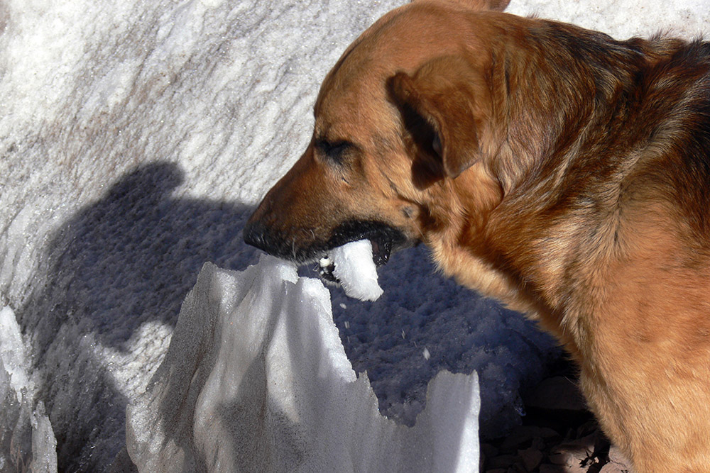 Dog joining us on an acclimatization hike near Aconcagua Base Camp
