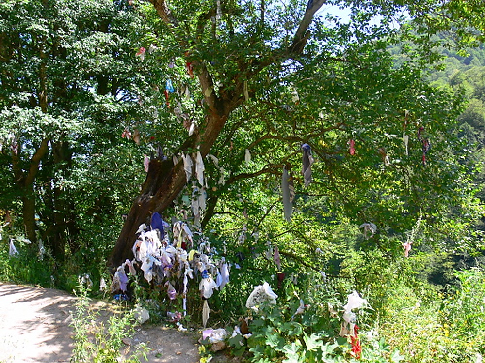Trees surrounding Haghartsin Monastery in Armenia