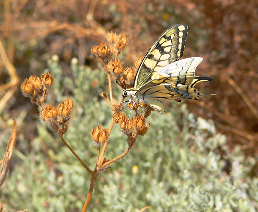 Butterfly found among the rocky landscape of Gobustan