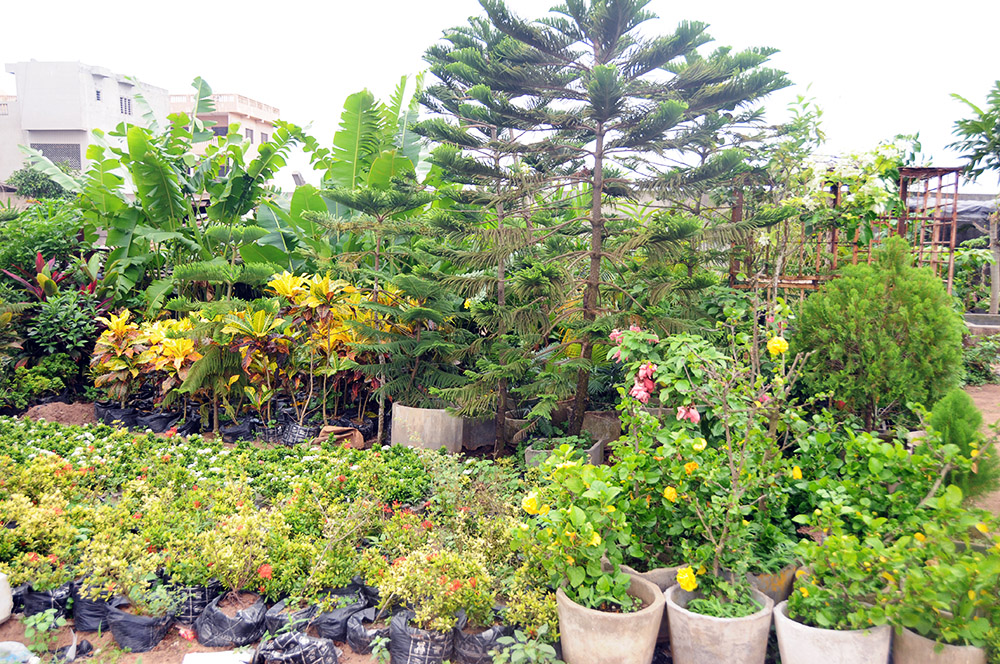 Plant nursery along a street in Cotonou, Benin