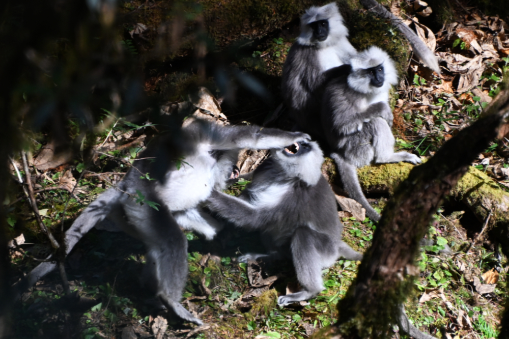 Two wild capped langurs interacting in a tree in Bhutan