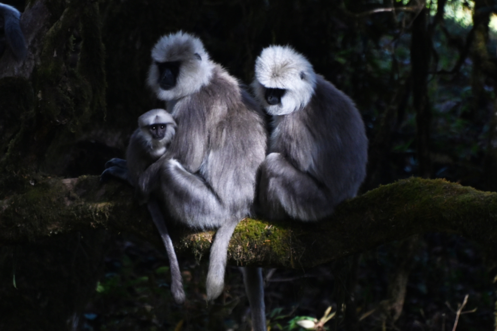 Family group of capped langurs in the forest in Bhutan