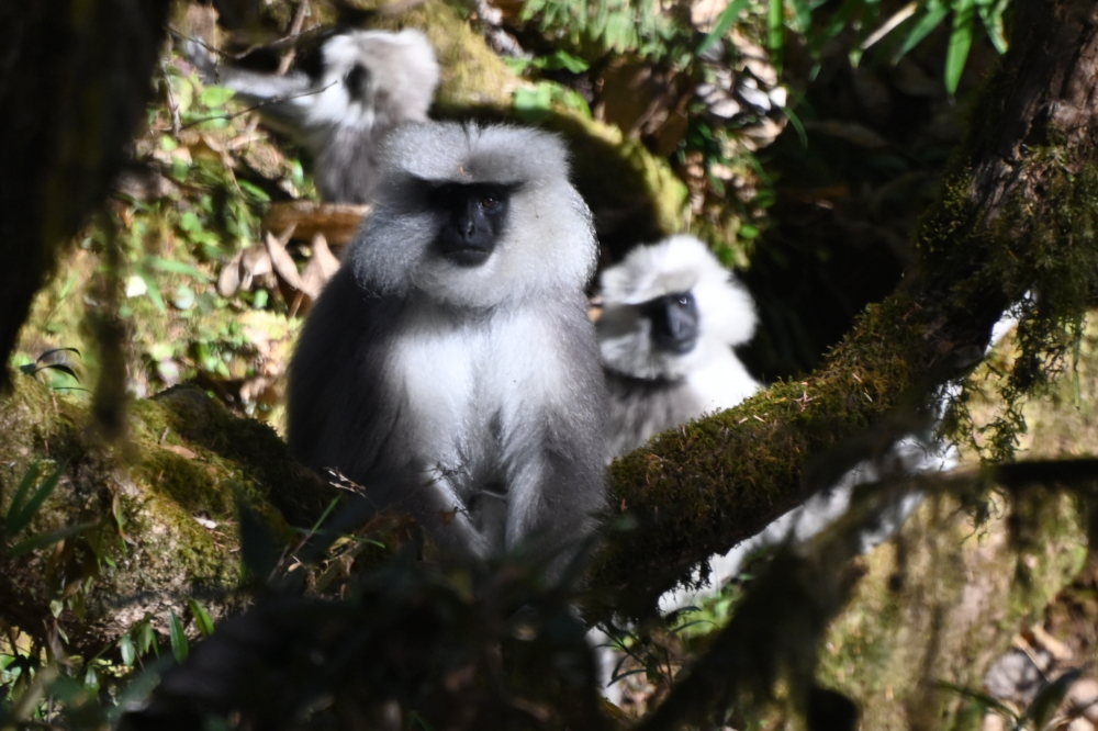 Wild capped langur in the forest near Punakha, Bhutan