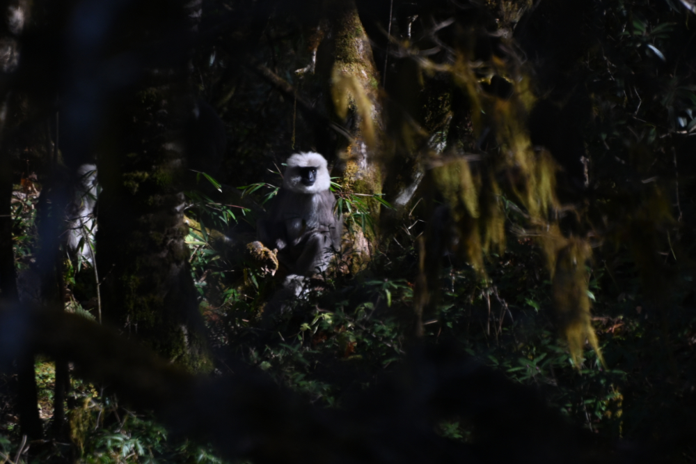 Capped langur sitting in a tree in the forests of Bhutan