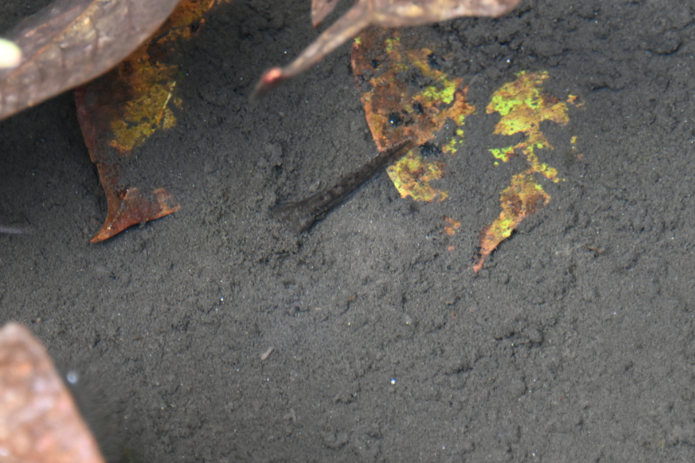Tadpole in a forest pool along a hiking trail in Bhutan