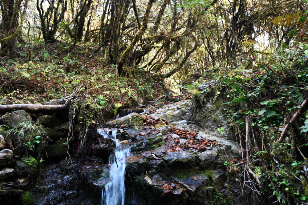 Forest hiking trail in the mountains near Punakha, Bhutan