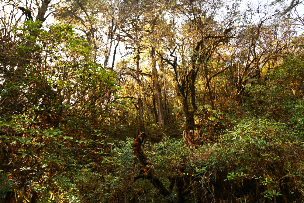 Dense Himalayan forest along a hiking trail near Punakha