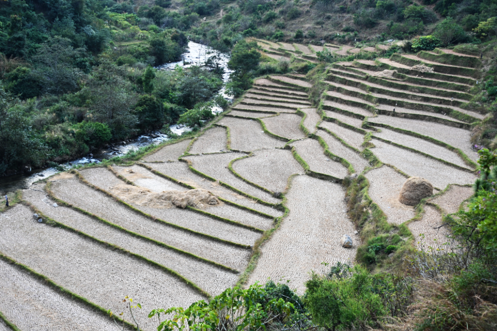 Rice fields and mountains in the Punakha Valley of Bhutan