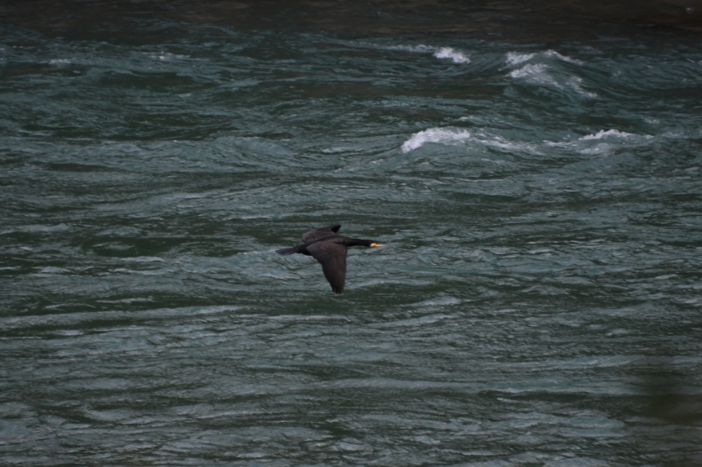 Cormorant along the river in Punakha, Bhutan