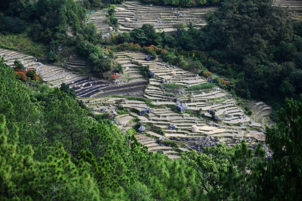 River and rice fields in the Punakha Valley of Bhutan