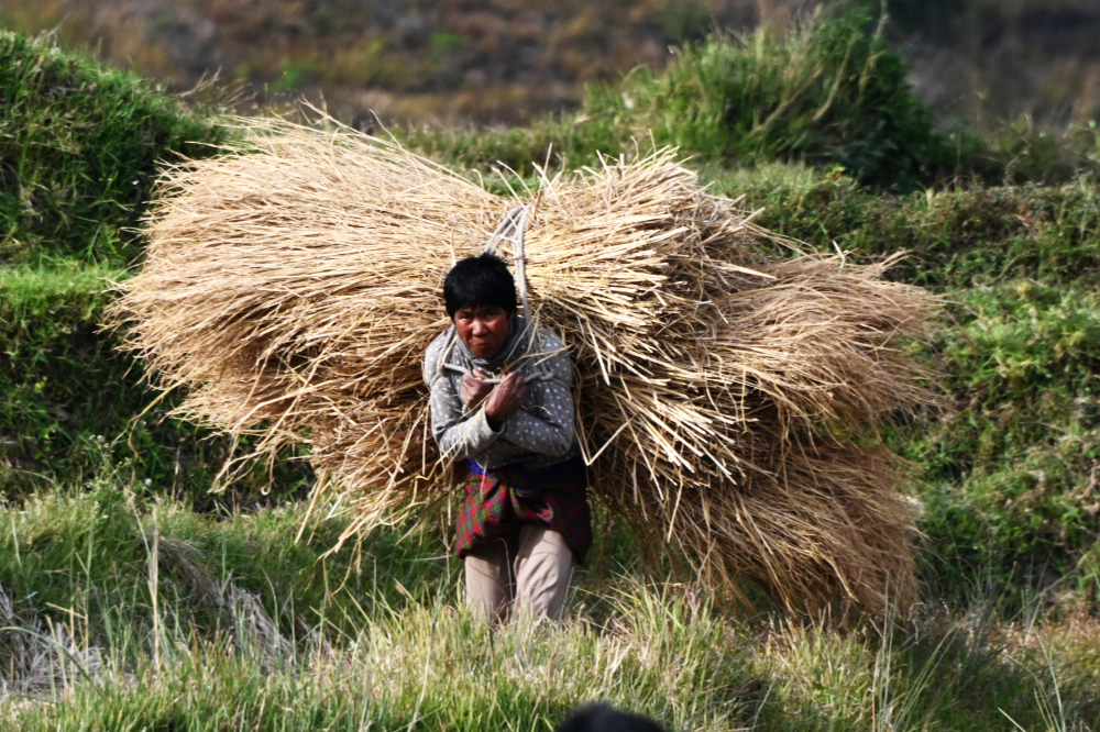 Rural scenery in the Punakha Valley of Bhutan