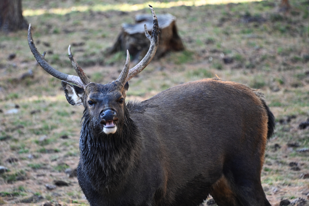 Takin, the national animal of Bhutan, at the Motithang Takin Preserve in Thimphu
