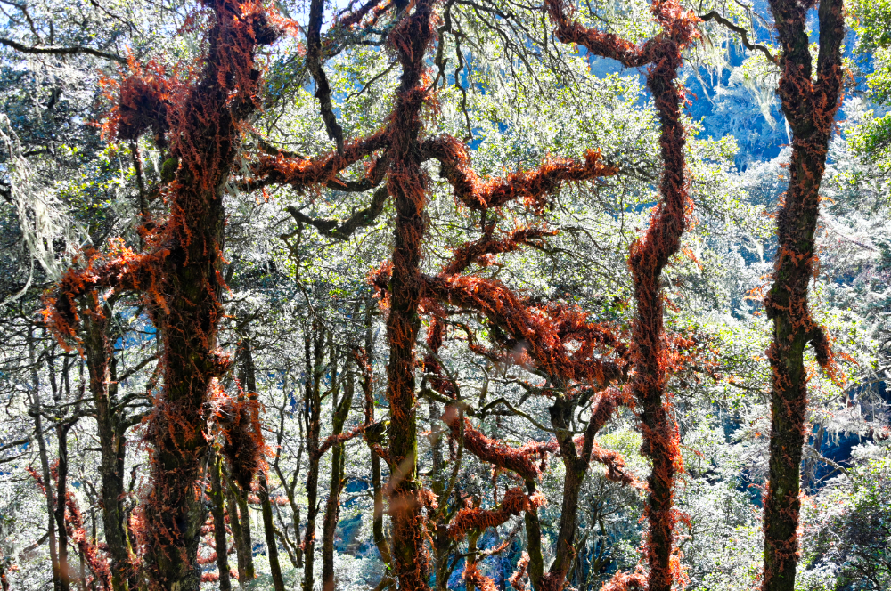 Pine forest along the trail to Tiger's Nest Monastery in Bhutan