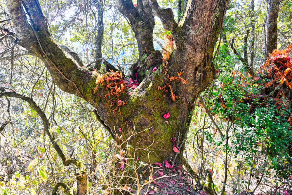 Large tree in the mountain forest along the Tiger's Nest hike