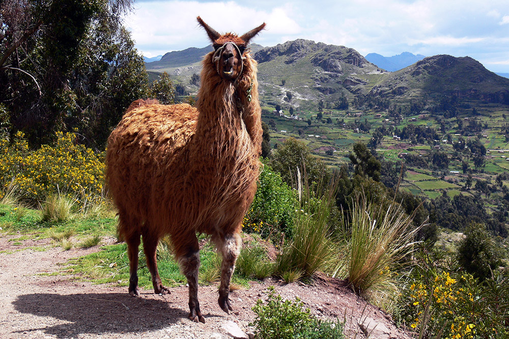 Llama in the Bolivian Andes