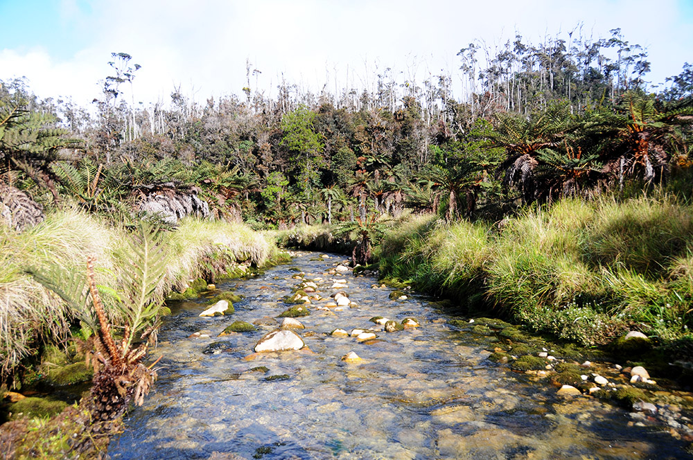 River beside Camp II on the trek to Carstensz Pyramid