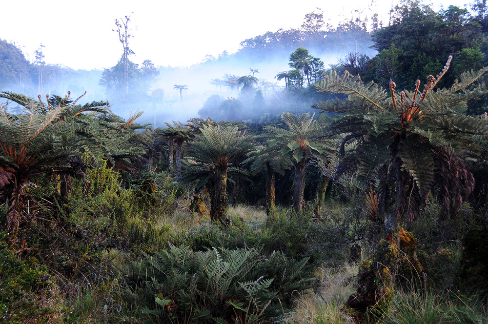 Morning view from Camp II on the Carstensz Pyramid expedition