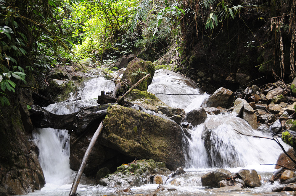 Fast-flowing creek in the rainforest of Papua