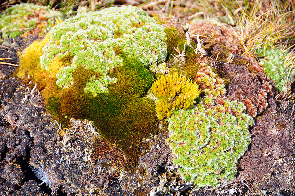 Moss-covered terrain in the Carstensz Pyramid highlands