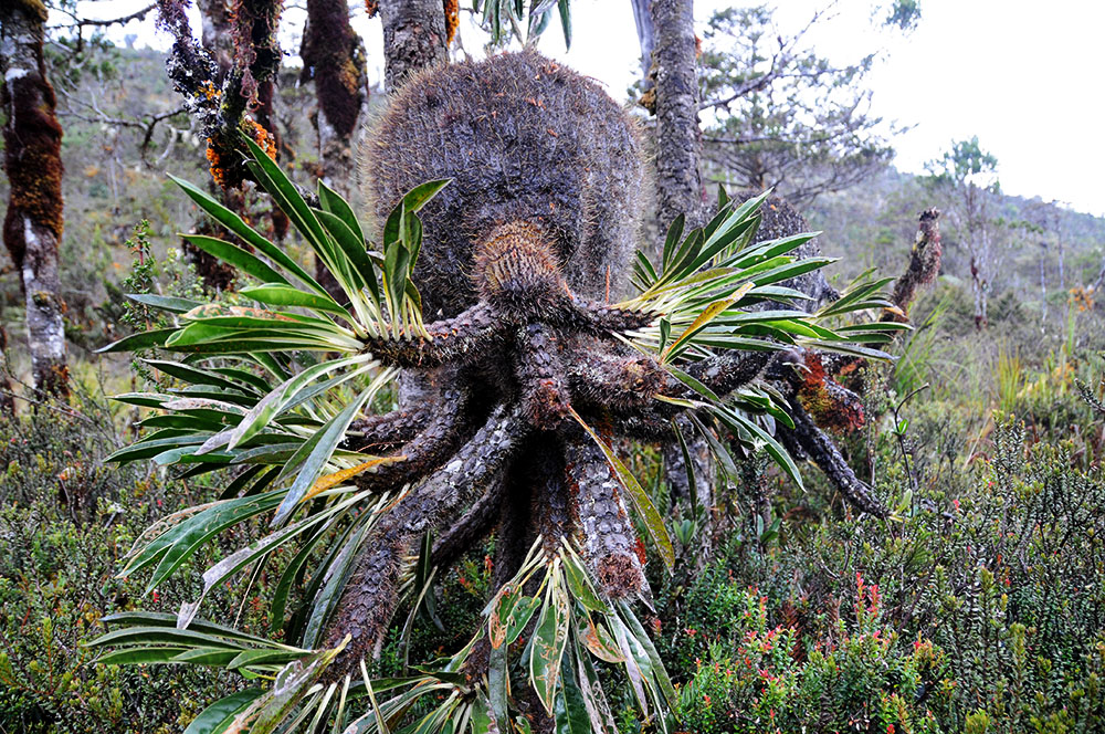 Unusual plant in the highlands of West Papua