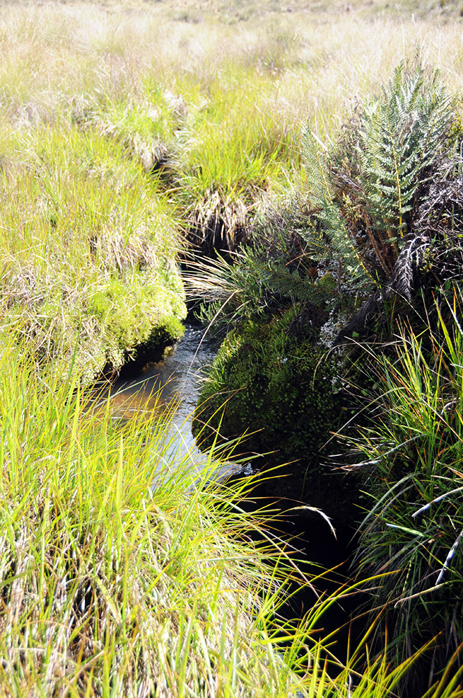 Stream crossing in the Carstensz Pyramid highlands