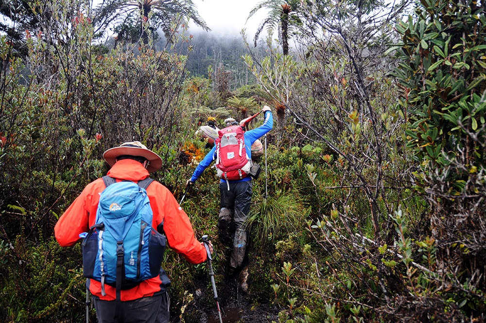 Trail through the highlands toward Carstensz Pyramid
