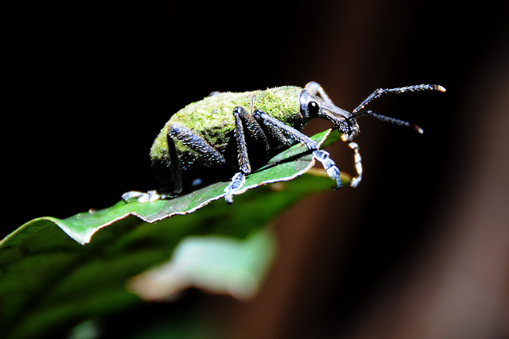 Large green weevil in the rainforest of Papua