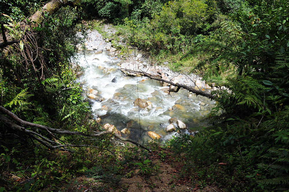 Exposed rainforest trail on the approach to Carstensz Pyramid