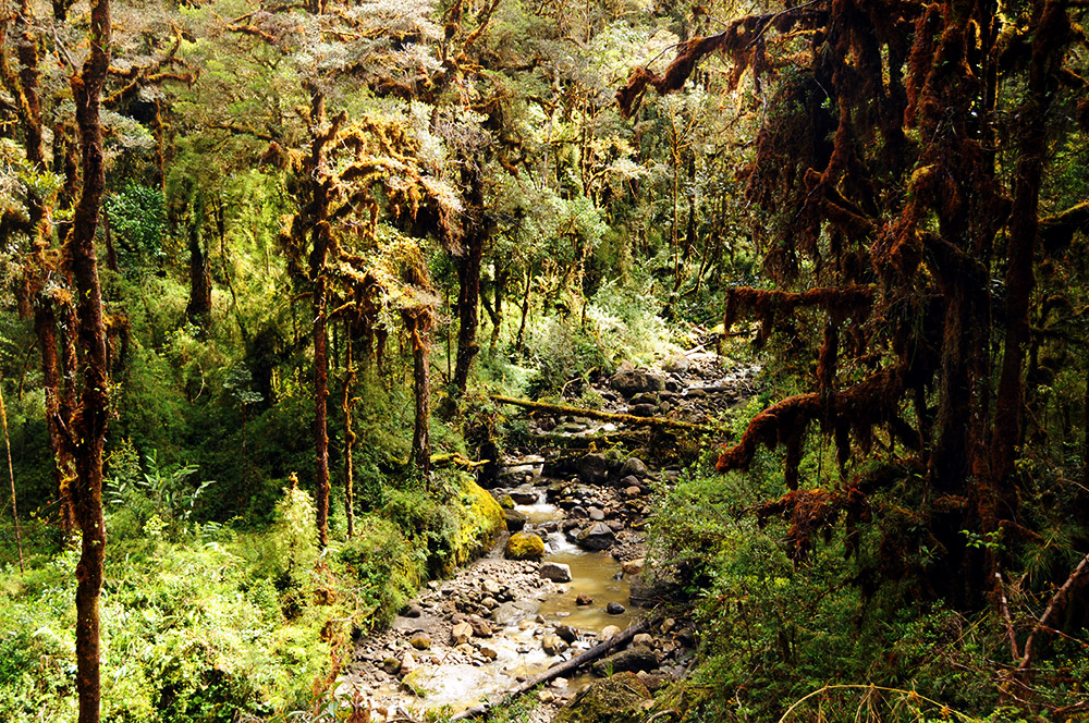 Wet rainforest trail on the approach to Carstensz Pyramid