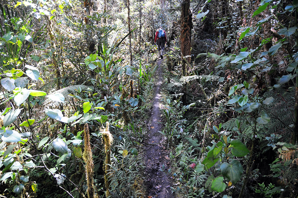 Slippery log crossing on the rainforest trail to Carstensz Pyramid